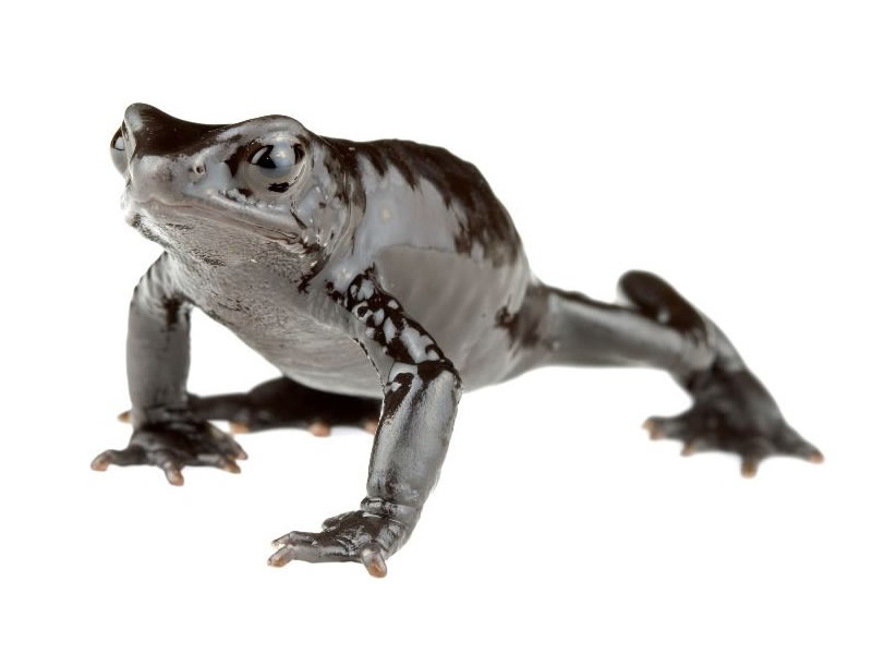 Jambato de Tres Cruces