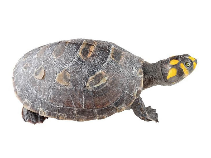 Charapa pequeña y Charapa grande Zoo Bioparque Amaru Cuenca Ecuador