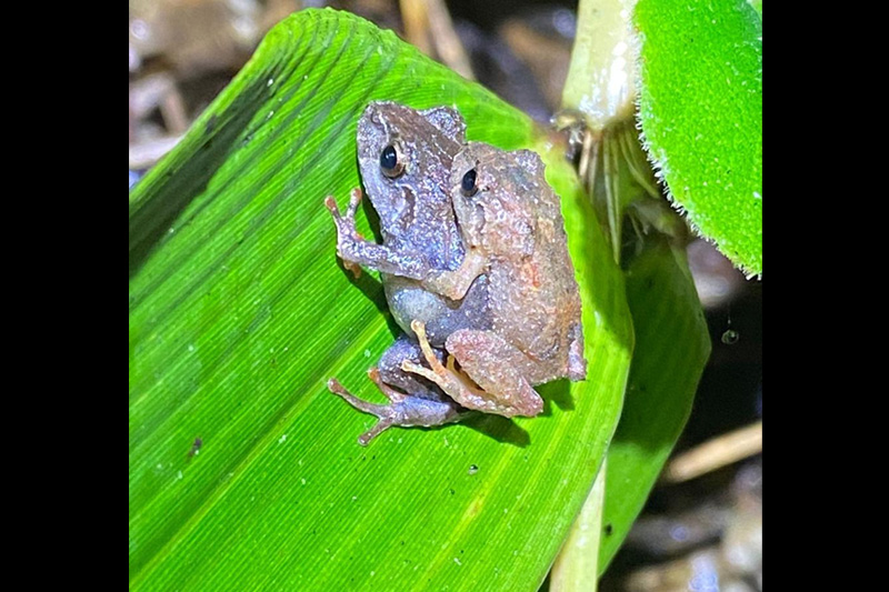 Estrategias de conservación de anfibios en el Corredor Sangay Podocarpus
