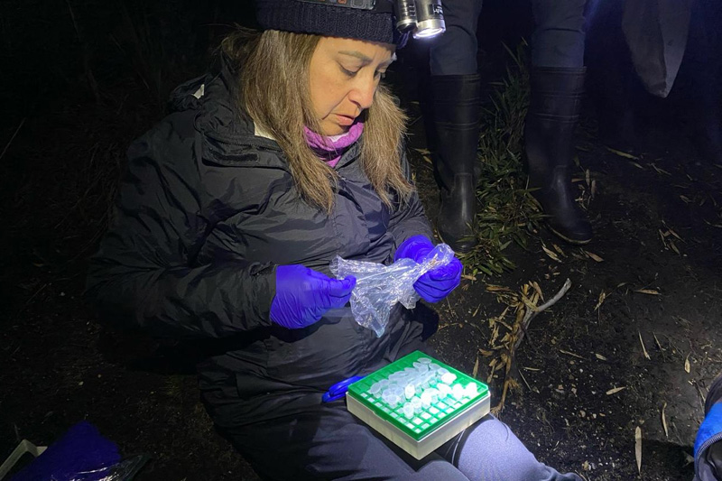 Estrategias de conservación de anfibios en el Corredor Sangay Podocarpus