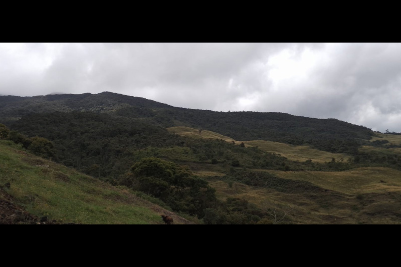 Estrategias de conservación de anfibios en el Corredor Sangay Podocarpus
