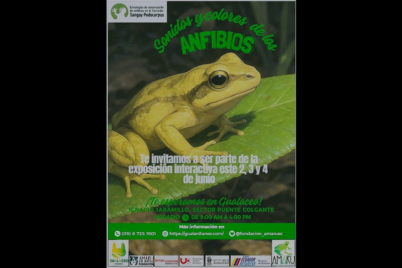 Estrategias de conservación de anfibios en el Corredor Sangay Podocarpus