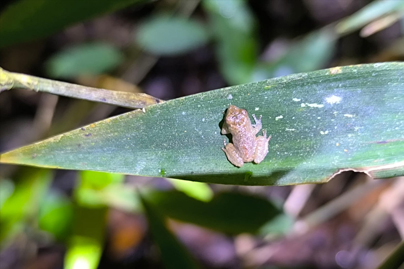 Estrategias de conservación de anfibios en el Corredor Sangay Podocarpus
