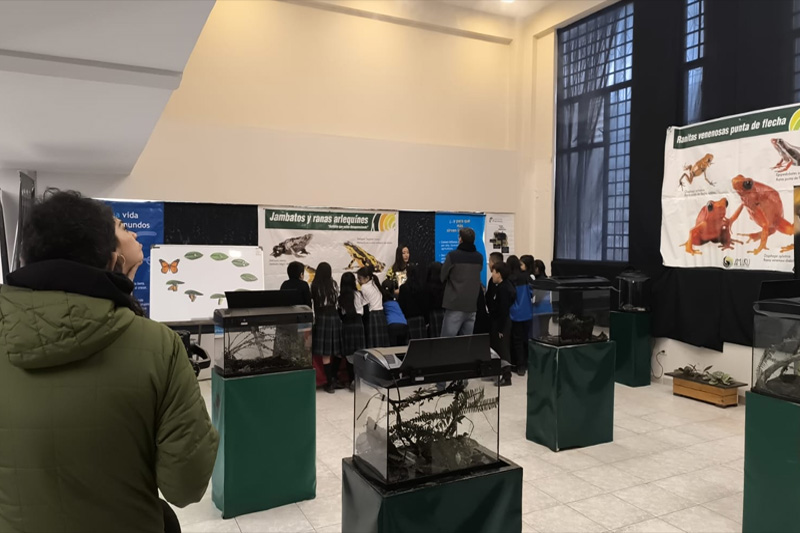 Estrategias de conservación de anfibios en el Corredor Sangay Podocarpus