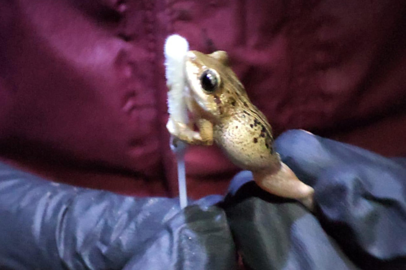 Estrategias de conservación de anfibios en el Corredor Sangay Podocarpus