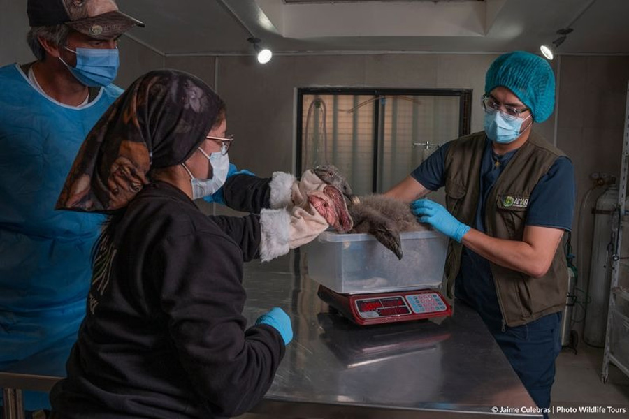 Programa de manejo y crianza de cóndores andinos bajo cuidado profesional