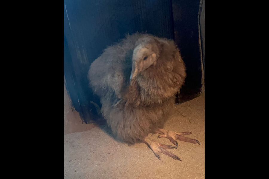 Programa de manejo y crianza de cóndores andinos bajo cuidado profesional