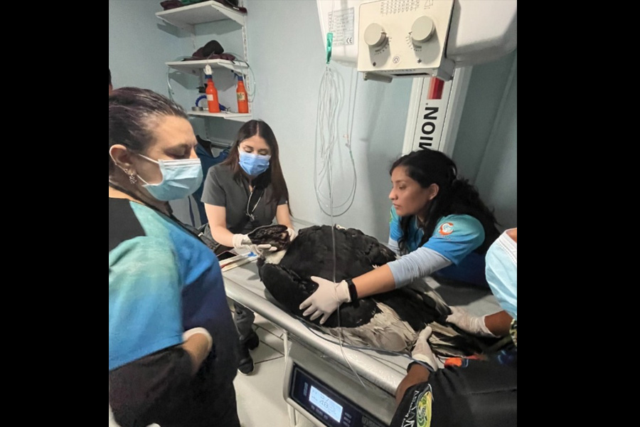 Rescate y rehabilitación de cóndores vulnerados