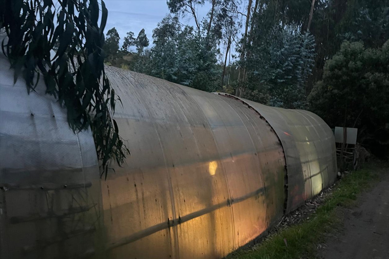 Guardianes de la Coliazul