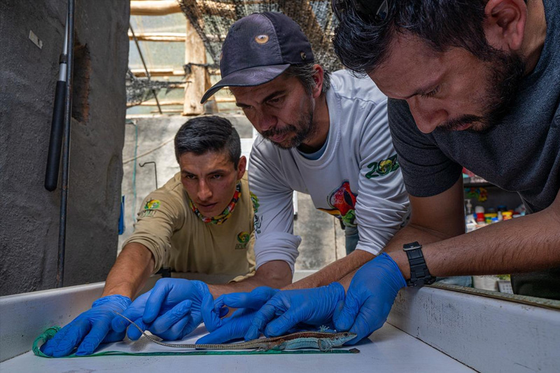 Guardianes de la Coliazul