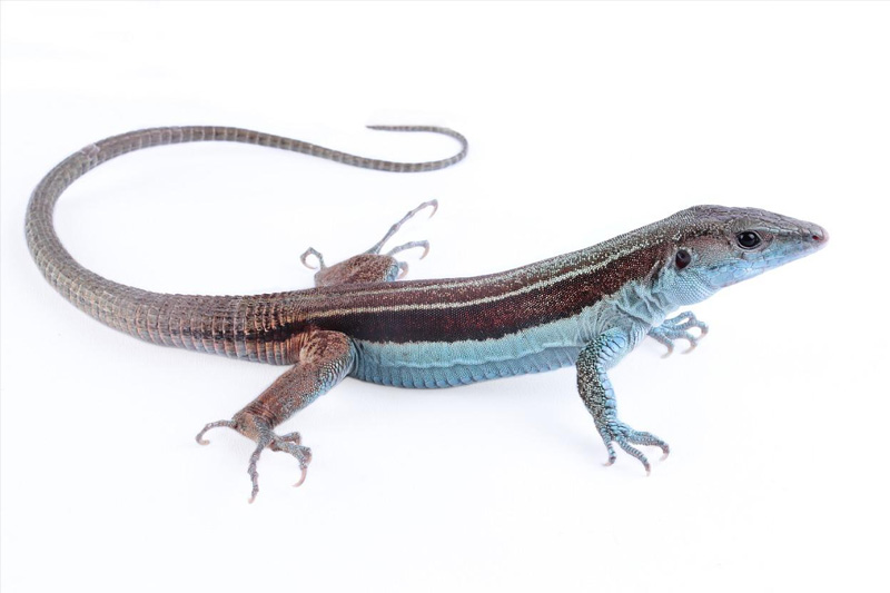 Guardianes de la Coliazul