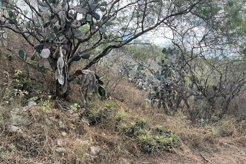 Guardianes de la Coliazul