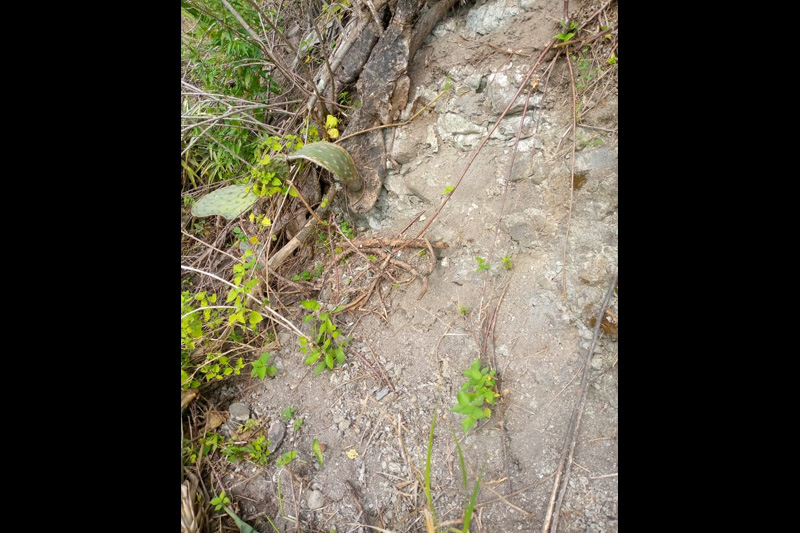 Guardianes de la Coliazul