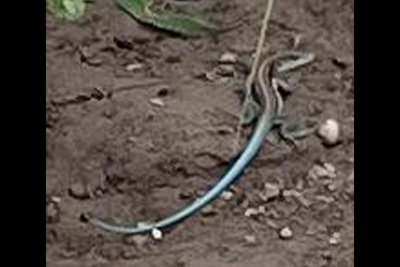 Guardianes de la Coliazul