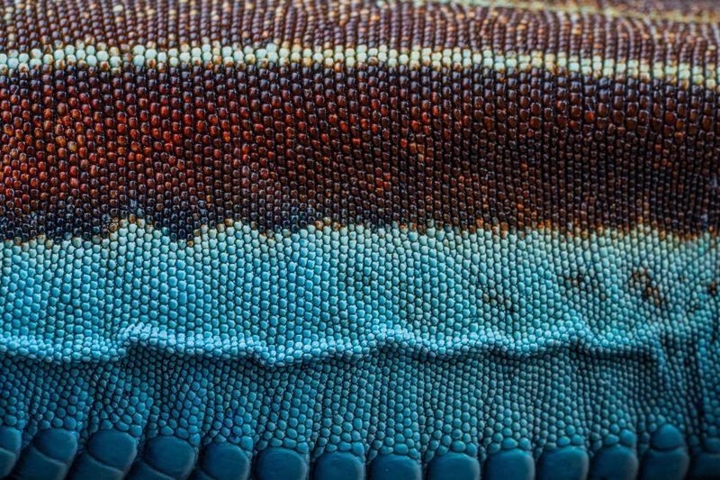 Guardianes de la Coliazul