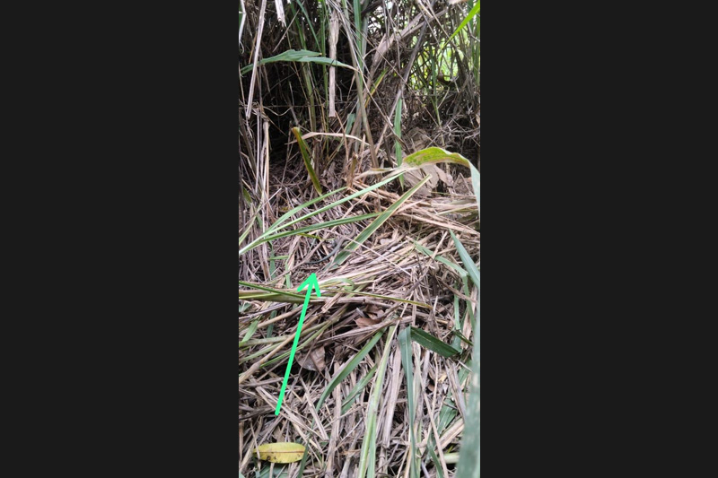 Guardianes de la Coliazul