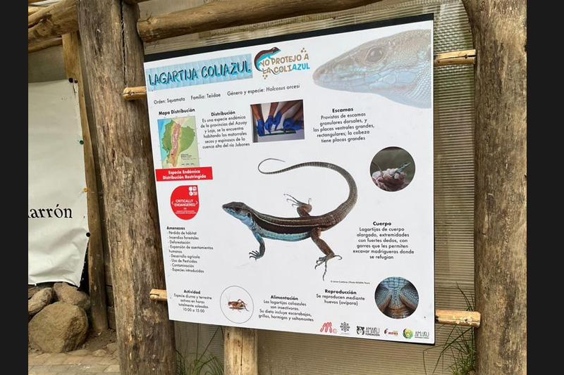 Guardianes de la Coliazul