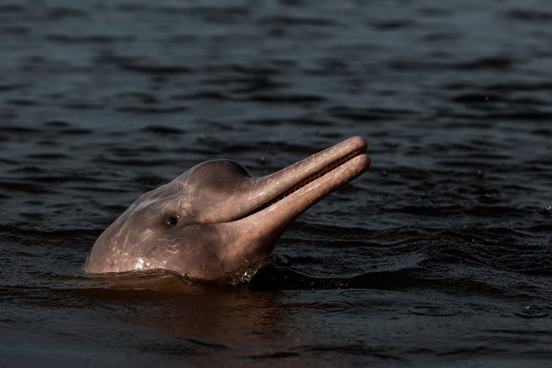 Guardianes de los delfines de Río