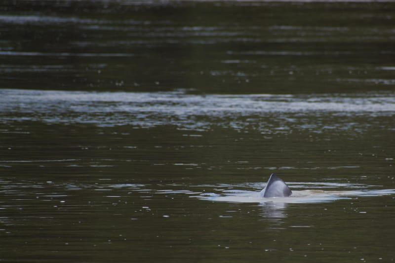 Guardianes de los delfines de Río