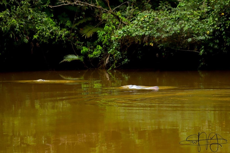 Guardianes de los delfines de Río