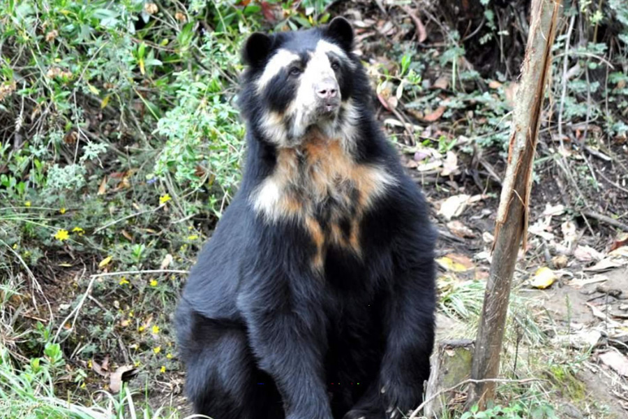 Oso Andino Proyectos de Conservación