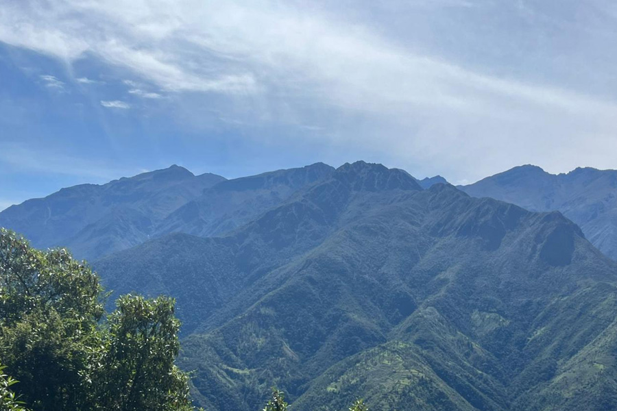 Oso Andino Proyectos de Conservación