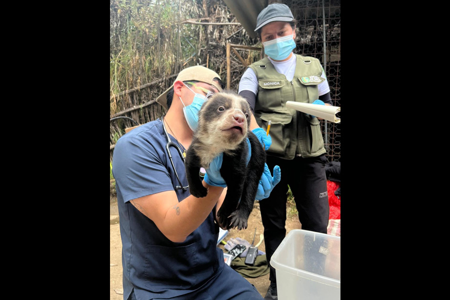 Oso Andino Proyectos de Conservación