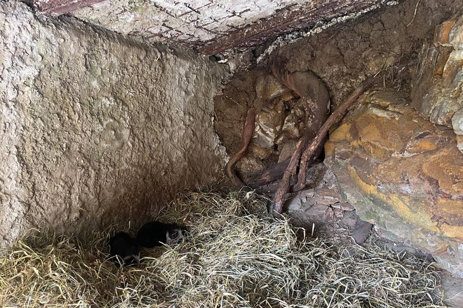 Oso Andino Proyectos de Conservación