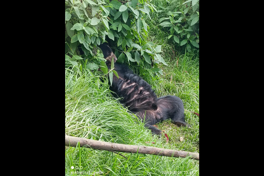 Oso Andino Proyectos de Conservación
