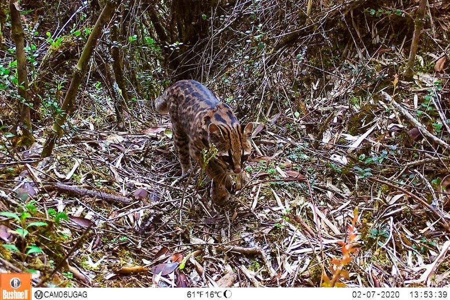 Oso Andino Proyectos de Conservación