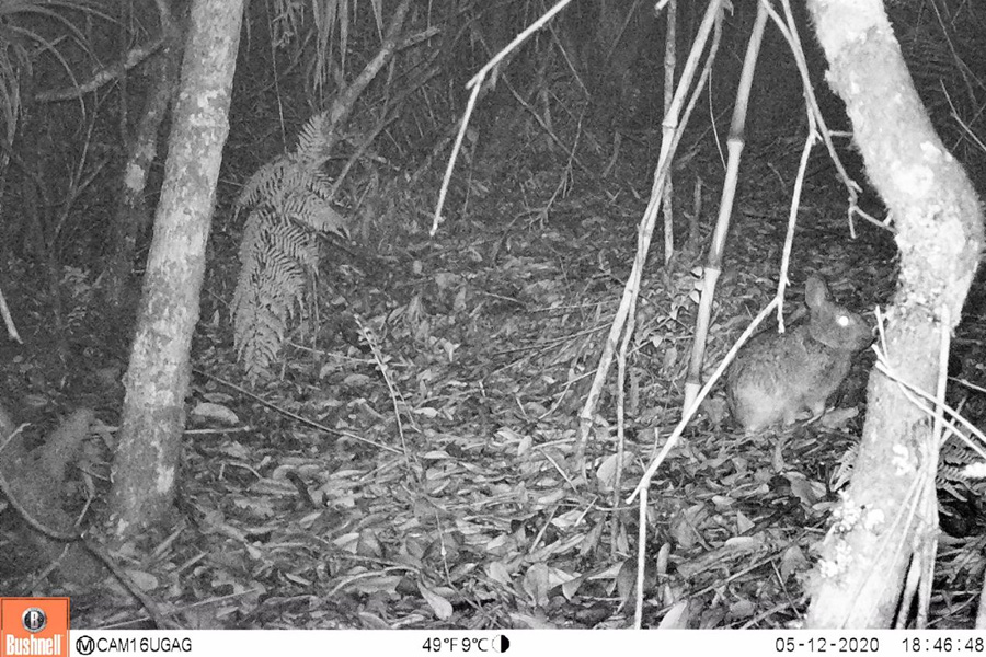 Oso Andino Proyectos de Conservación