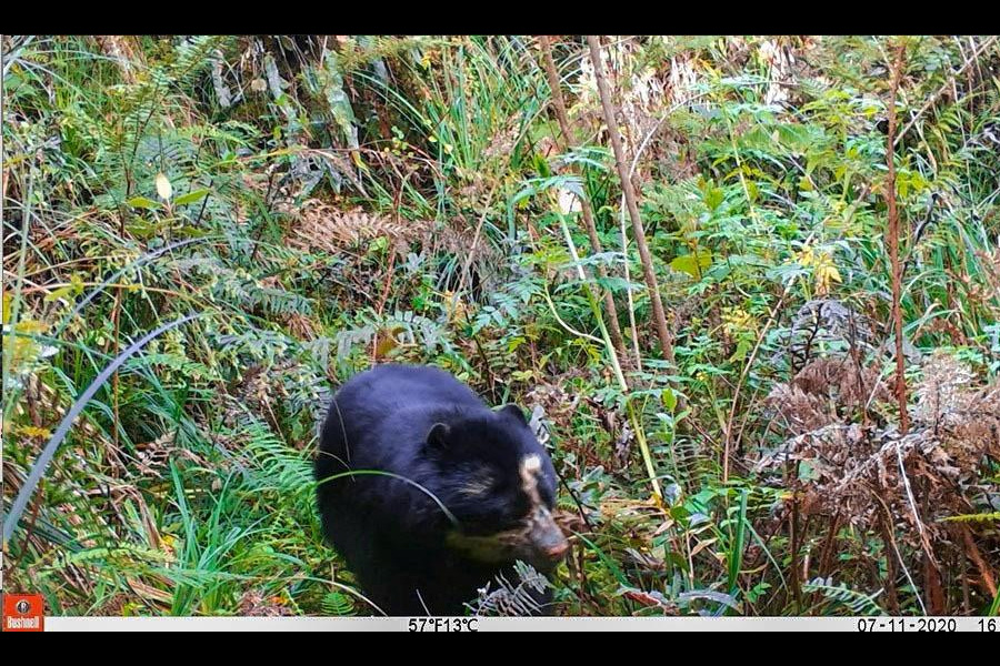Oso Andino Proyectos de Conservación
