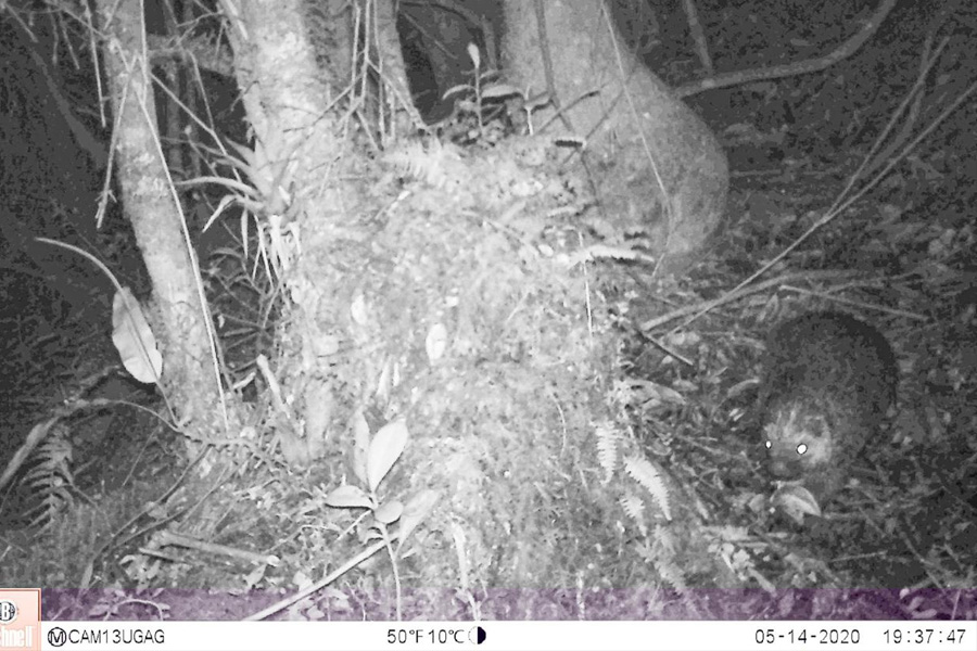Oso Andino Proyectos de Conservación