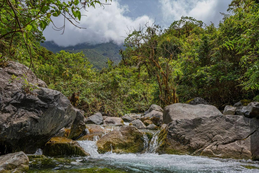 Oso Andino Proyectos de Conservación