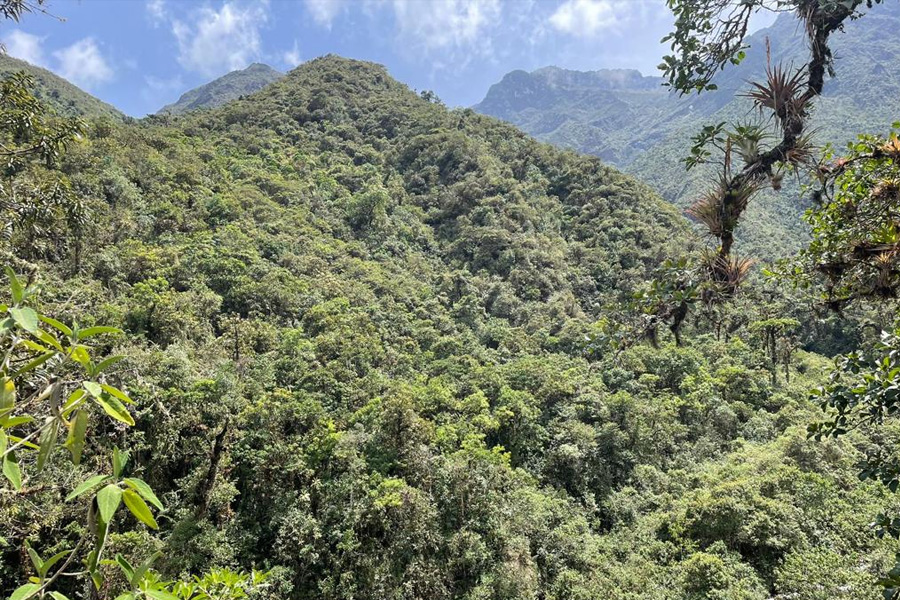 Oso Andino Proyectos de Conservación