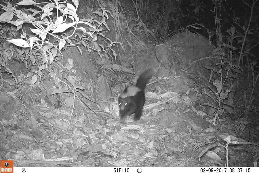 Oso Andino Proyectos de Conservación